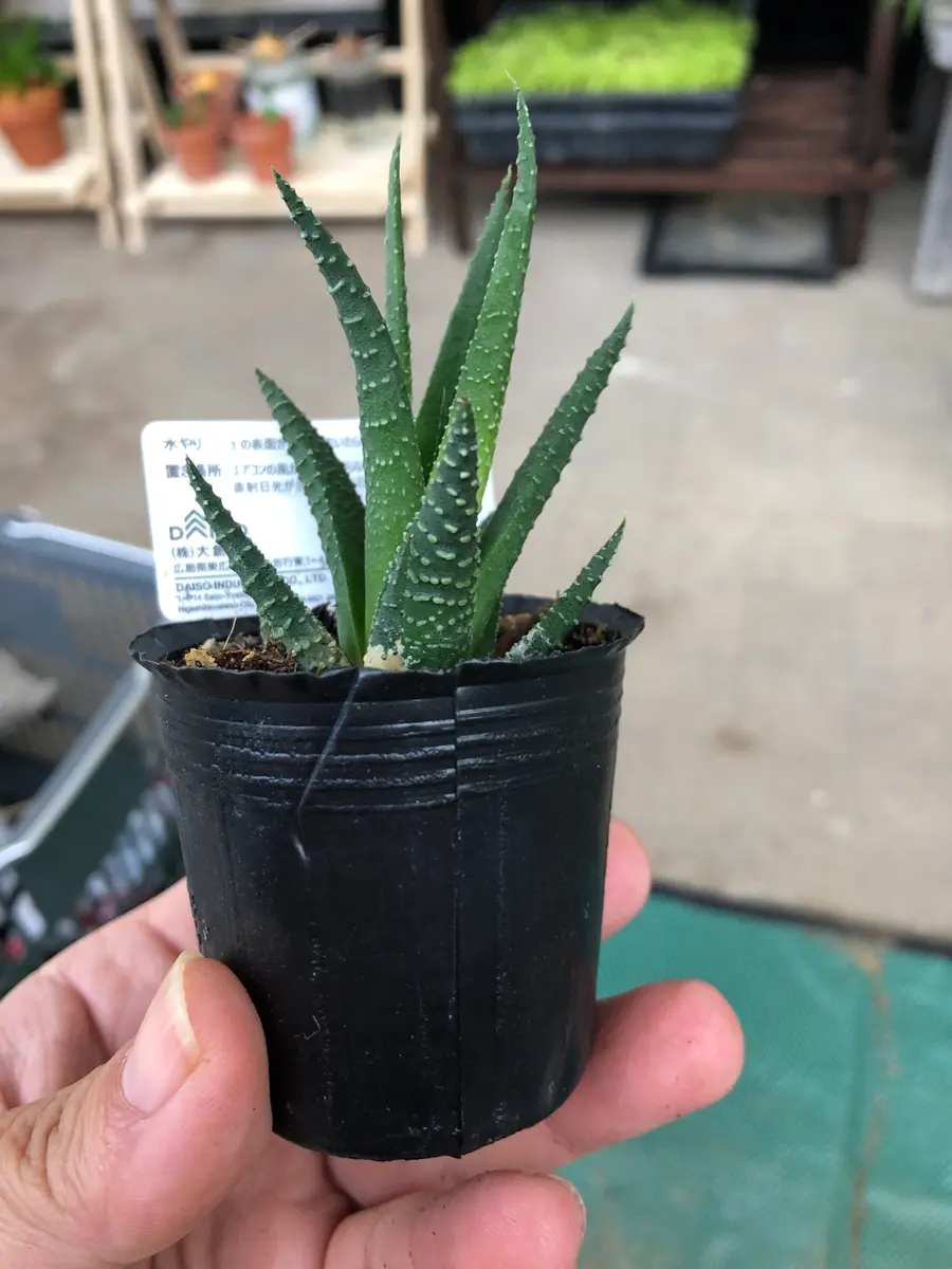 目指せ3号鉢 ハオチルア 十二の巻｜そだレポ（栽培レポート）byレッド