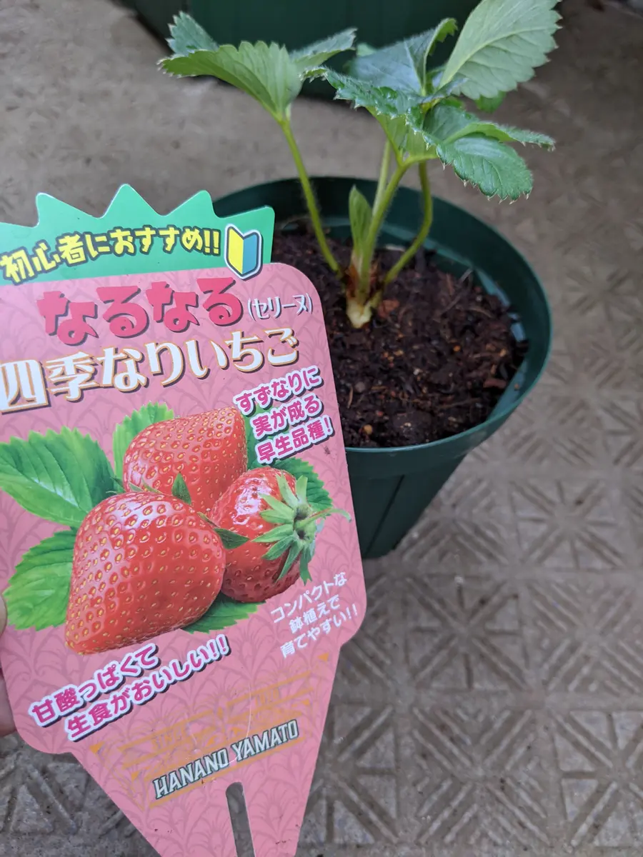 ベランダ鉢でなるなる苺｜そだレポ（栽培レポート）by4chan｜みんなの