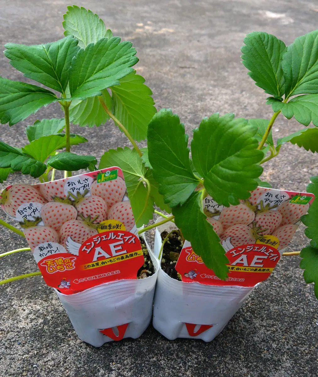 とちおとめ】いちご苗6株(抜き苗) 黄色 とちおとめ】いちご苗6株(抜き苗) 黄色