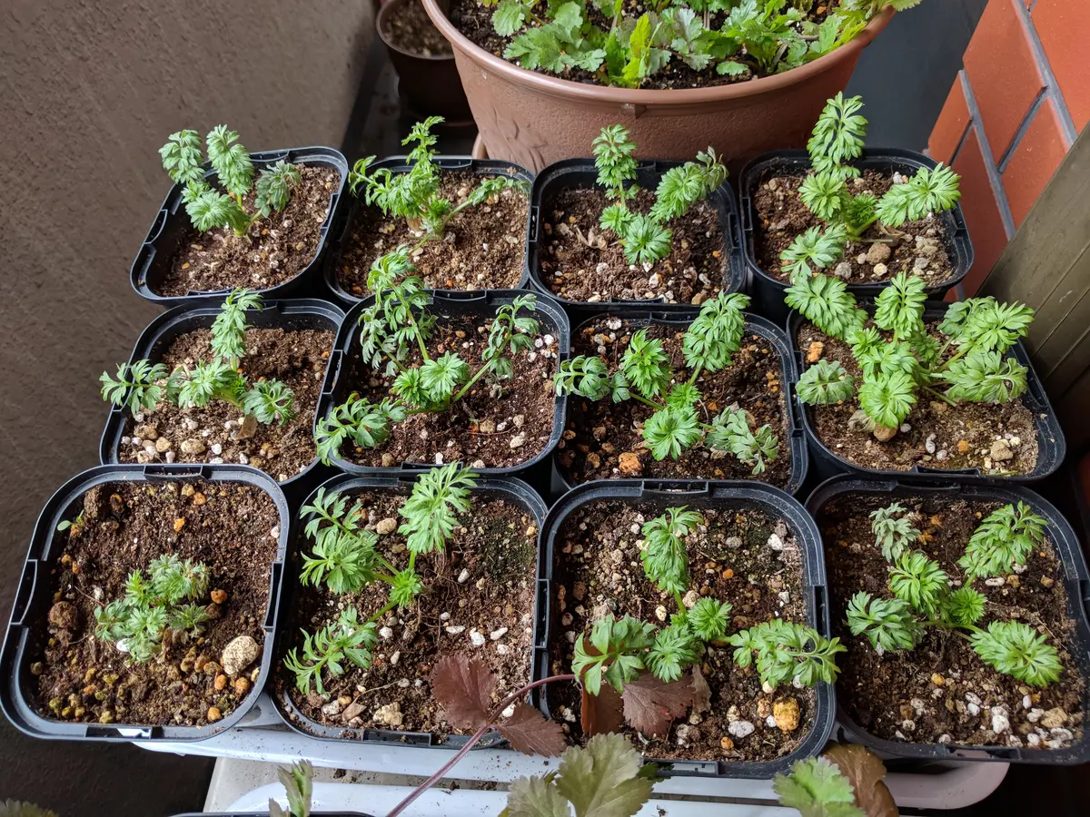 ニゲラを種から栽培に挑戦！｜そだレポ（栽培レポート）byぴかたな