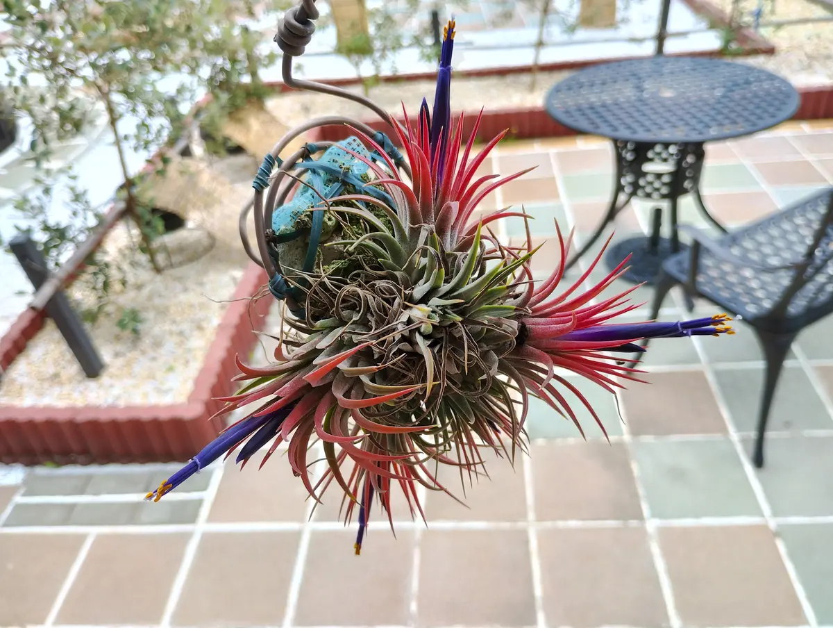 エアープランツ　イオナンタ　確認用 Amazon.co.jp: PLANCHU エアプランツ ティランジア イオナンタ Mサイズ