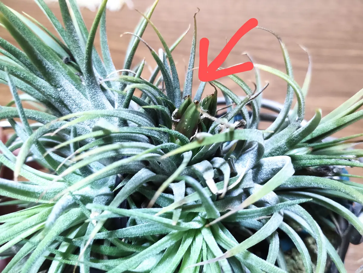 エアプランツ イオナンタの栽培記録(No.1)｜そだレポ（栽培レポート