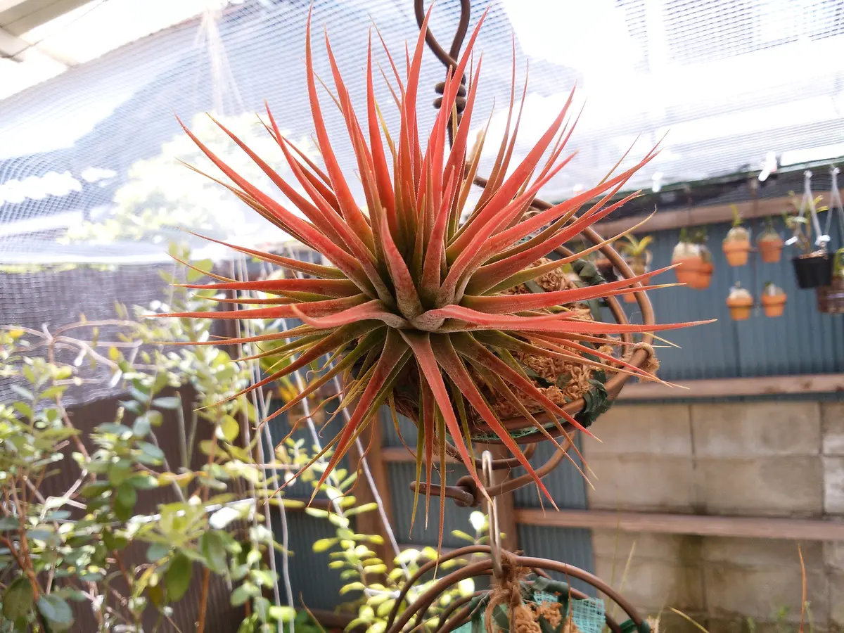 エアプランツ イオナンタの栽培記録(No.1)｜そだレポ（栽培レポート