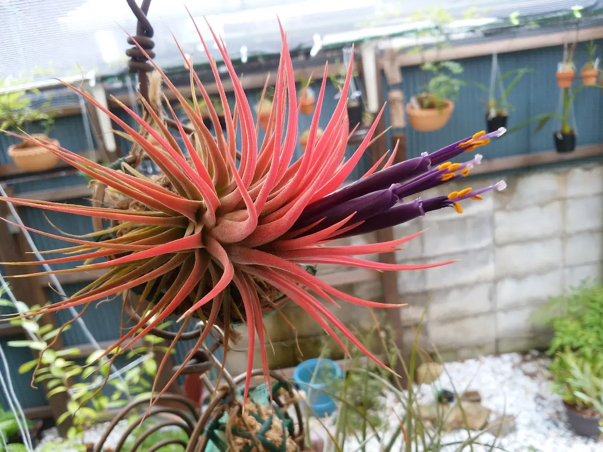 エアープランツ　イオナンタ　確認用 イオナンタの育て方•成長記録。エアープランツ•エアプランツ