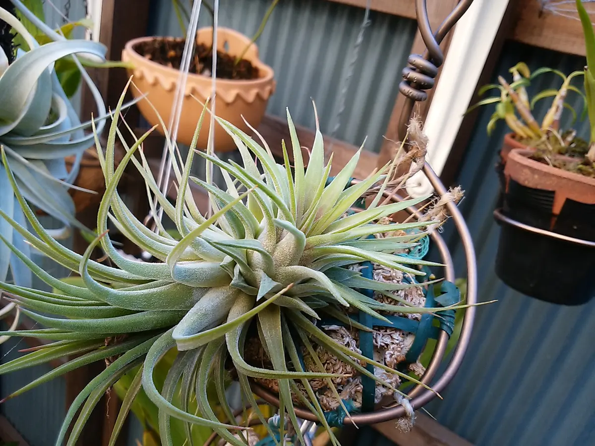 エアープランツ　イオナンタ　確認用 Amazon｜（観葉植物）エアープランツ チランジア イオナンタ