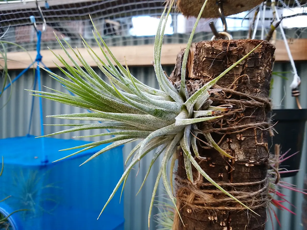 エアプランツ イオナンタの栽培記録(No.3)｜そだレポ（栽培レポート