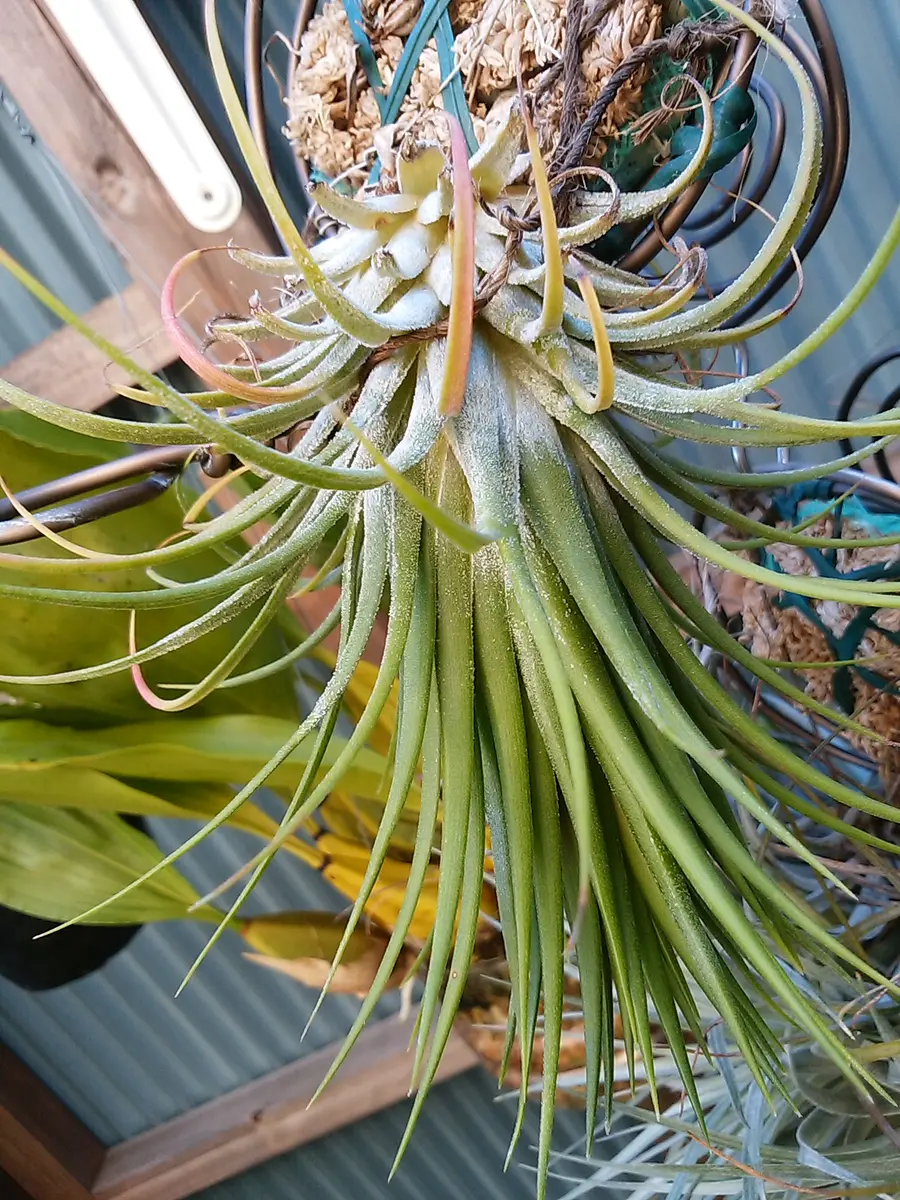 エアプランツ イオナンタの栽培記録(No.2)｜そだレポ（栽培レポート