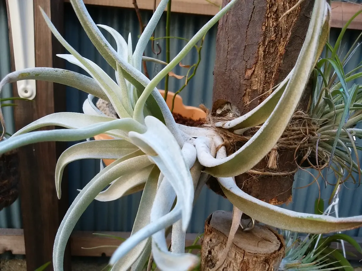 【特大 ハリシー】Lサイズの子株3つ付！すごく白いコ♪チランジア エアープランツ エアプランツ ハリシーの栽培記録(No.1)｜そだレポ（栽培レポート）byy