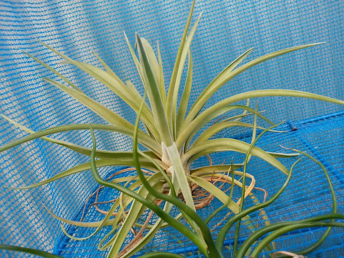 チランジア ブラキカウロス タイフーン エアプランツ 超希少 ブラキ