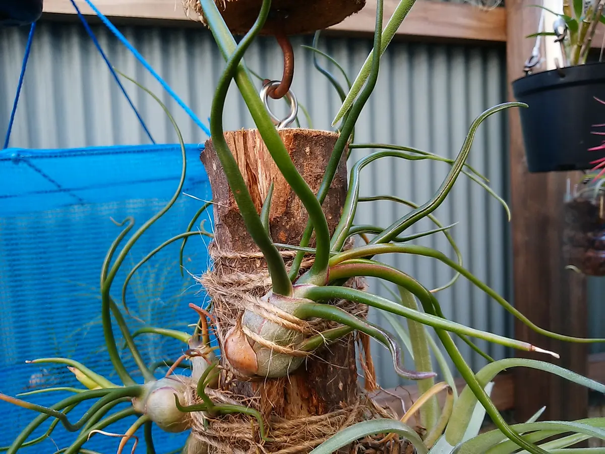 エアプランツ ブルボーサの栽培記録(No.3)｜そだレポ（栽培レポート