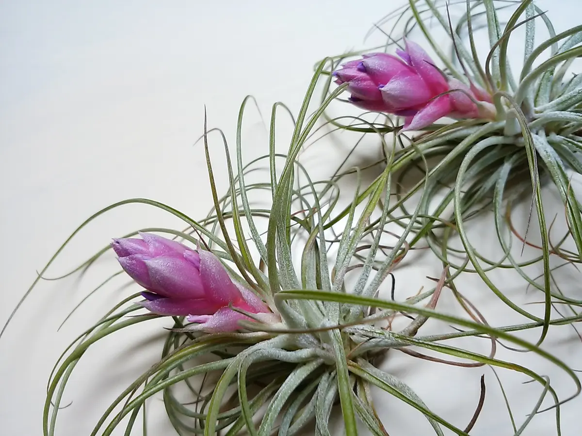 エアプランツ ストリクタの栽培記録(No.2)｜そだレポ（栽培レポート