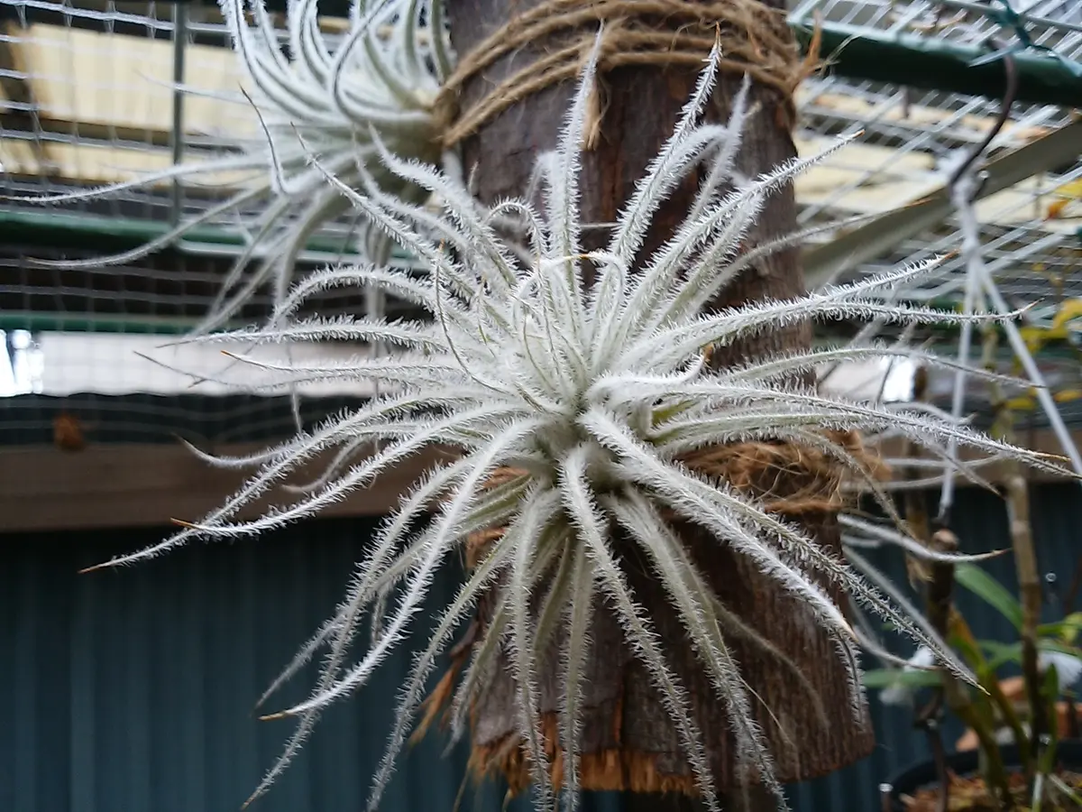 エアプランツ テクトラムの栽培記録(No.3)｜そだレポ（栽培レポート