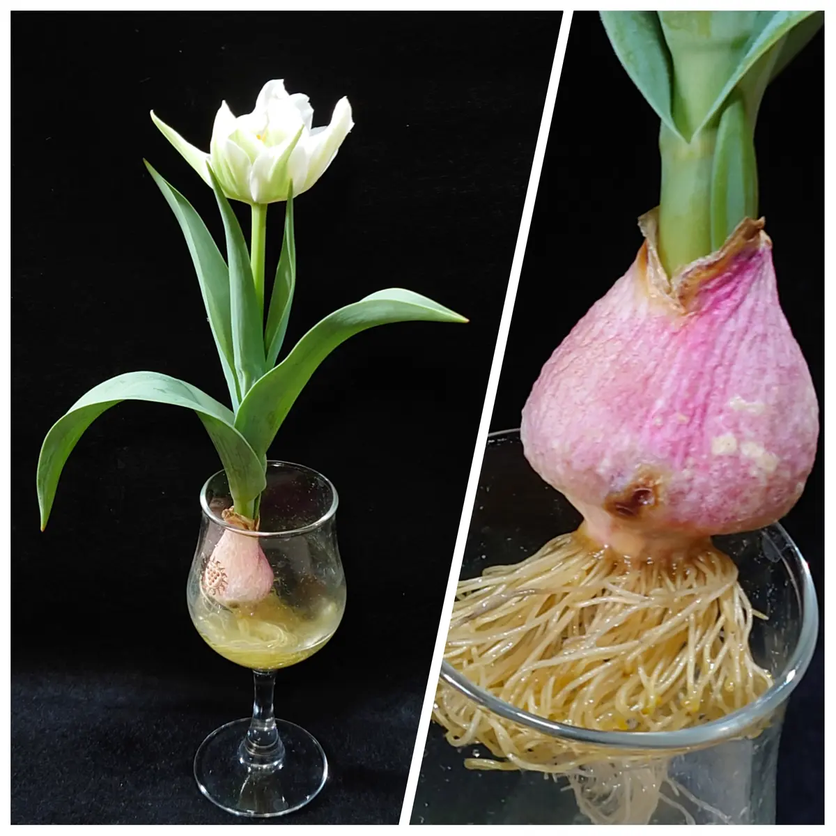 ミニチューリップを冬にグラスで咲かせたい🌷｜そだレポ（栽培