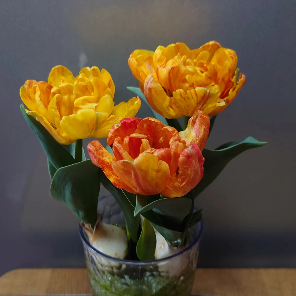 ミニチューリップを冬にグラスで咲かせたい🌷｜そだレポ（栽培レポート