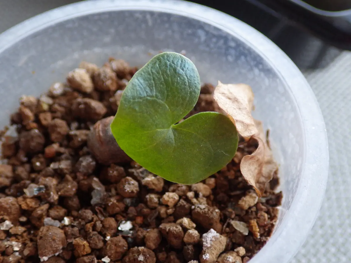 亀甲竜 種まきから最初の休眠まで記録する｜そだレポ（栽培レポート