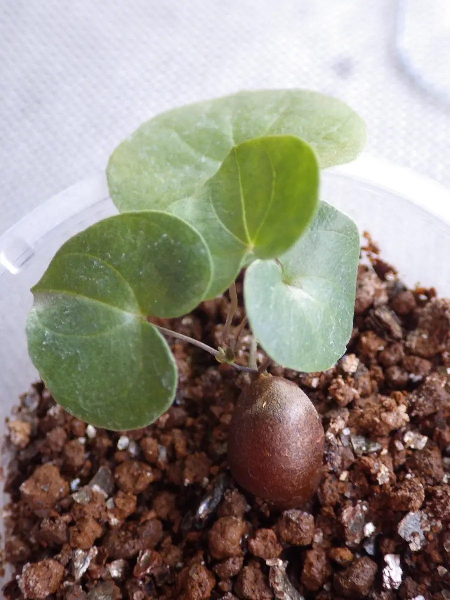 亀甲竜 種まきから最初の休眠まで記録する｜そだレポ（栽培レポート