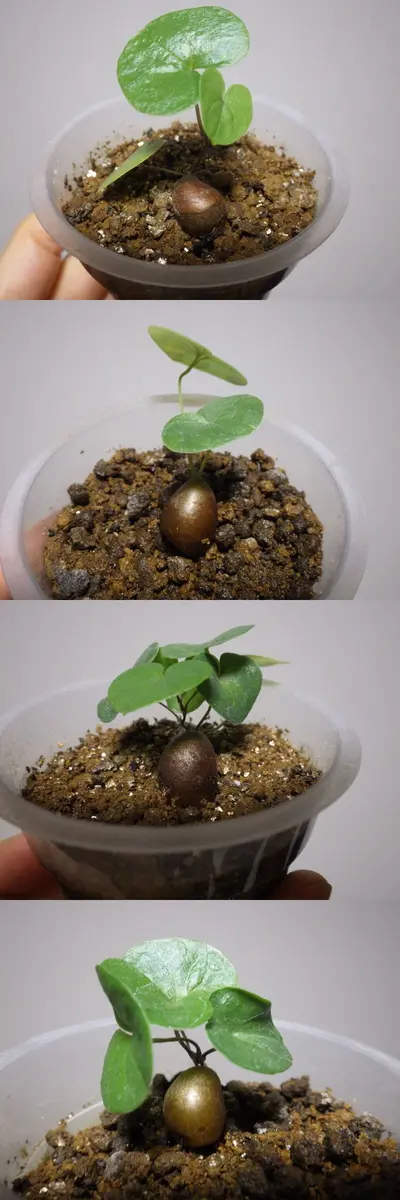 亀甲竜種まきキットのリコール 亀甲竜種まきキットのリコール 亀甲竜の種まきにチャレンジ❗｜そだ