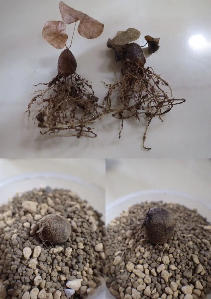 亀甲竜 種まきから最初の休眠まで記録する｜そだレポ（栽培レポート