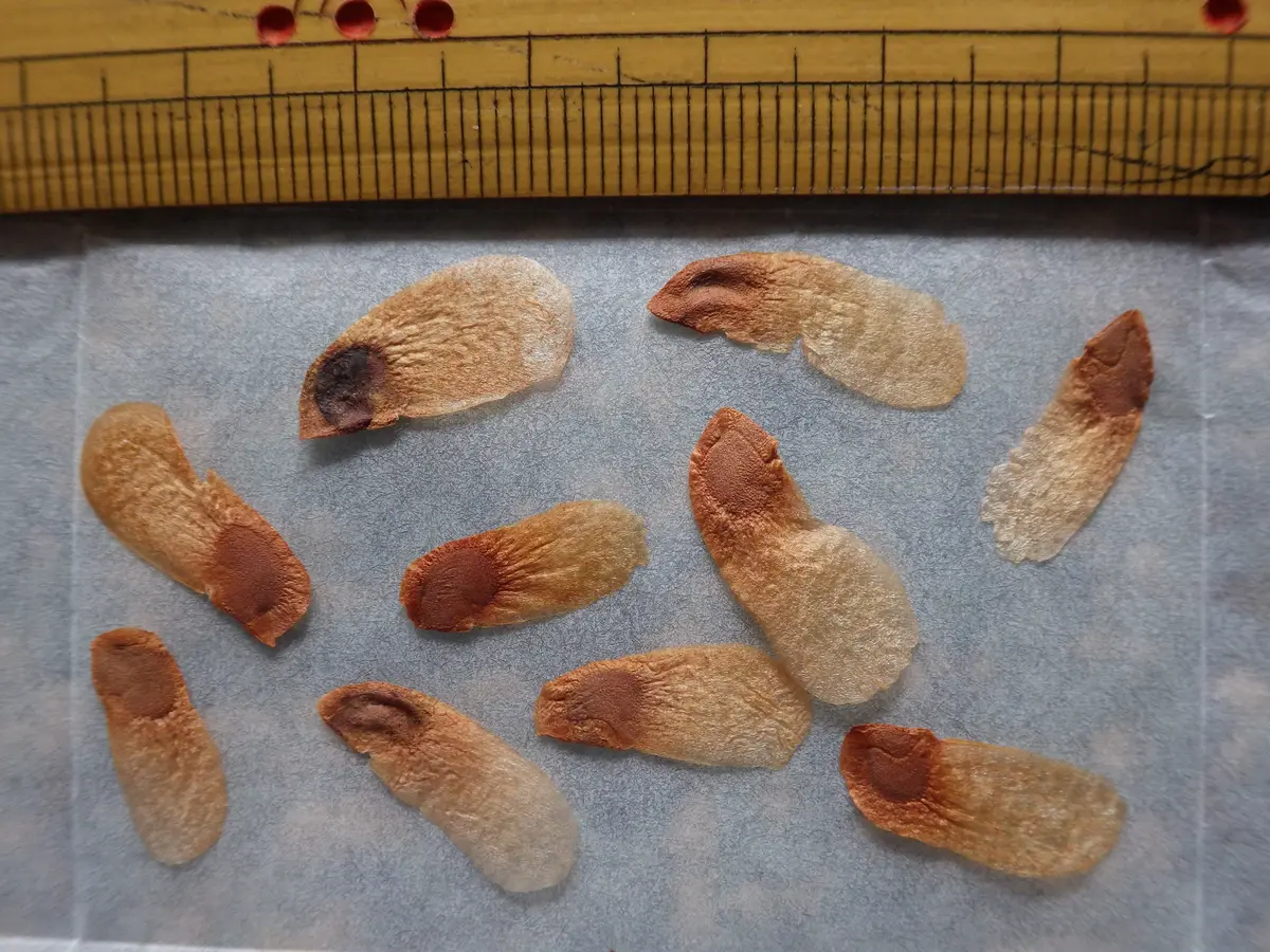 亀甲竜種まきキットのリコール 亀甲竜種まきキットのリコール 実生栽培記録】アフリカ亀甲竜