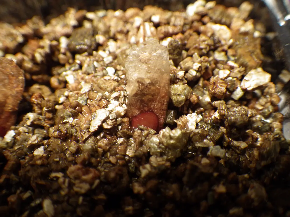 亀甲竜 種まきから最初の休眠まで記録する｜そだレポ（栽培レポート