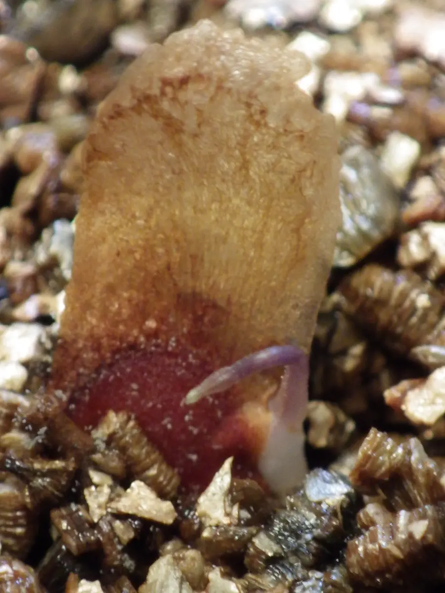 亀甲竜 種まきから最初の休眠まで記録する｜そだレポ（栽培レポート