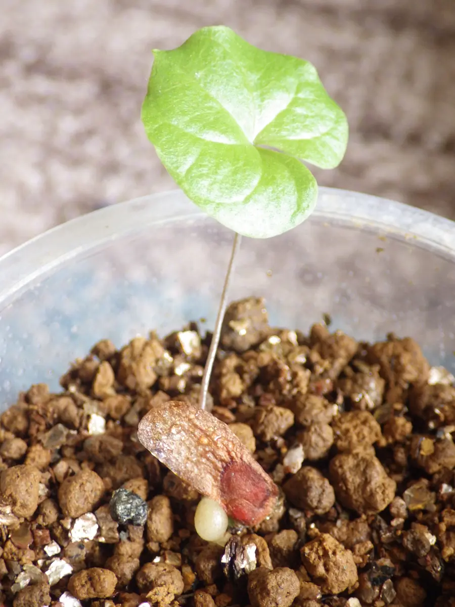 アフリカ亀甲竜実生