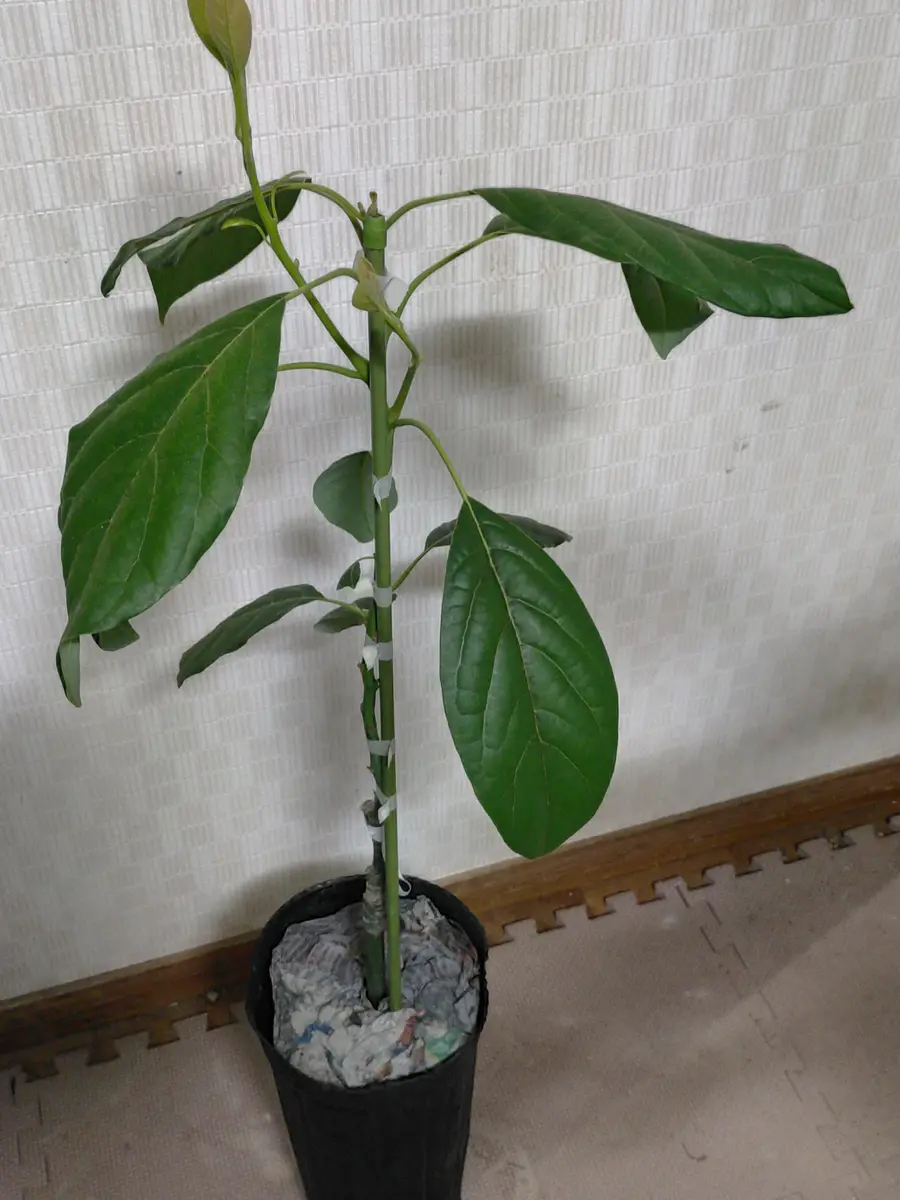 アボカドを食べたくて♪~NOI|そだレポ(栽培レポート)byみき アボカドを食べたくて♪~NOI|そだレポ(栽培レポート)byみき