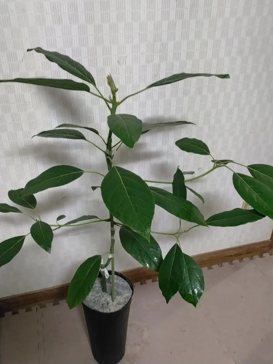 アボカド　メキシコーラ　大苗 アボカド メキシコーラ大苗 アボカド・メキシコーラ【大苗】【6～7月