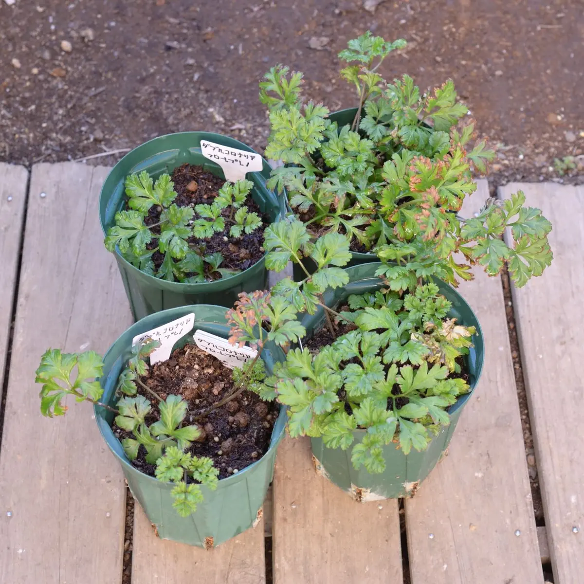 吹き詰め咲きアネモネ＿量産編｜そだレポ（栽培レポート）byOz