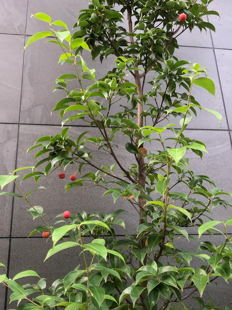 ヤマボウシを種から育ててみます｜そだレポ（栽培レポート）byえびねっ