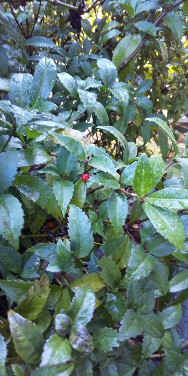 センリョウの育て方・栽培方法｜植物図鑑｜みんなの趣味の園芸