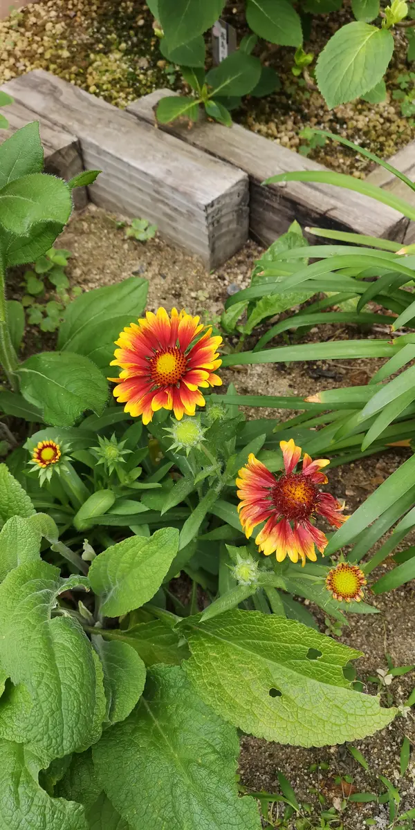 種からガイラルディア2021年｜そだレポ（栽培レポート）byのみゅ