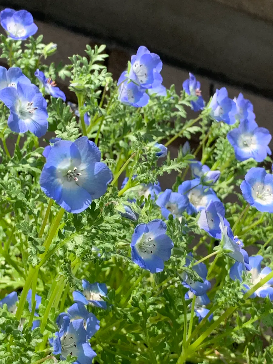 ネモフィラ、土くらべ｜そだレポ（栽培レポート）byしゃき｜みんなの