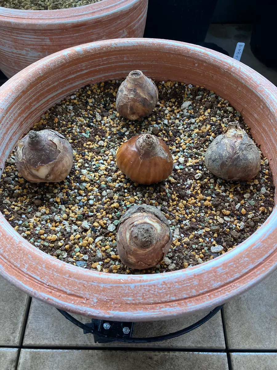 寒咲き日本すいせんの球根をベランダで鉢植え｜そだレポ（栽培レポート