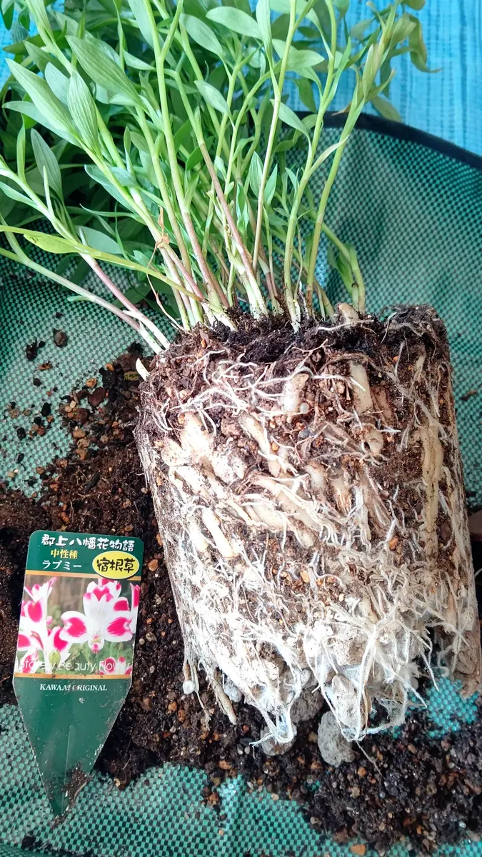 初めてのアルストロメリア｜そだレポ（栽培レポート）by