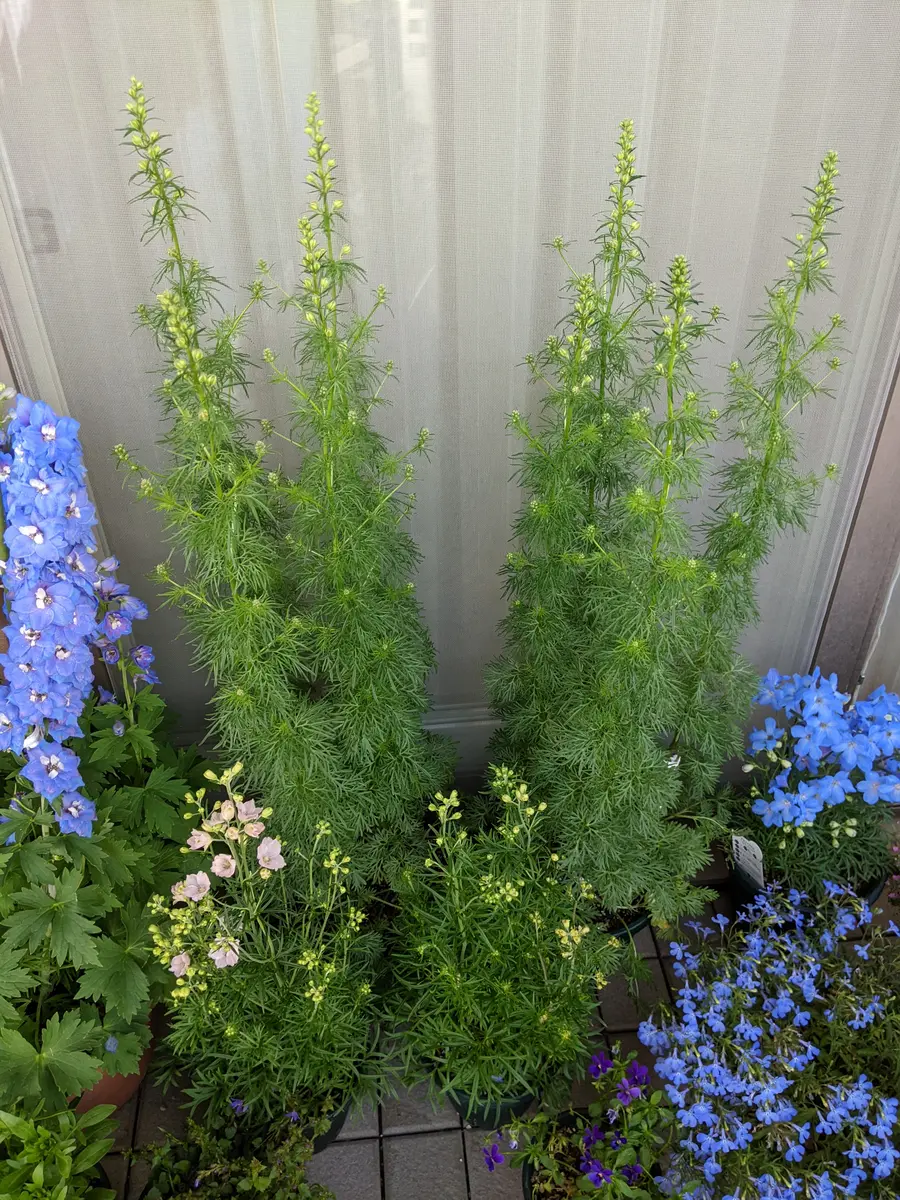 チドリソウの抜き苗　10本＋おまけ♪ 千鳥草　月曜日発送 チドリソウの抜き苗 10本＋おまけ♪ 千鳥草 月曜日発送