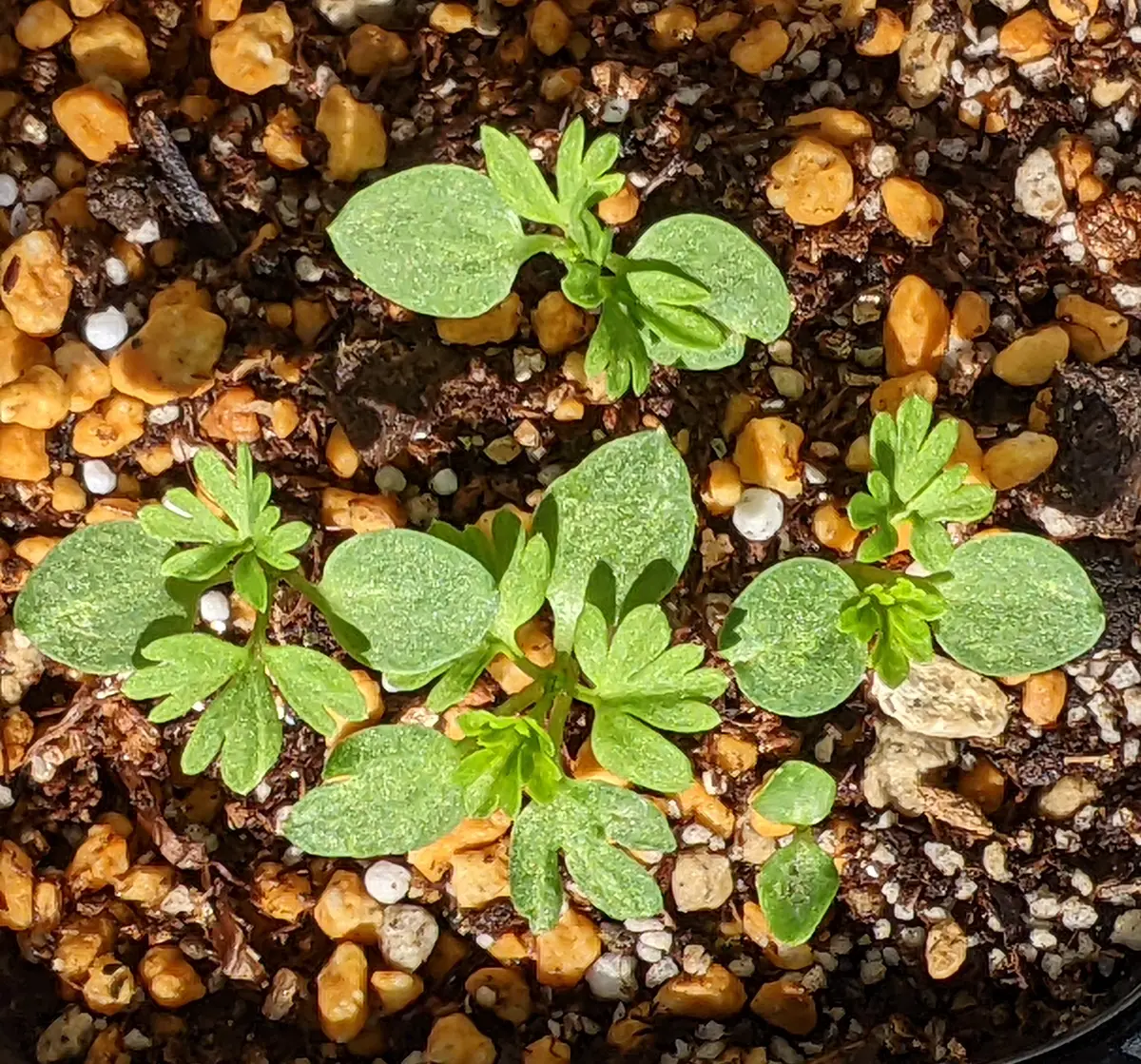 千鳥草 チドリソウの抜き苗 10本 月曜日発送 チドリソウの抜き苗 10本