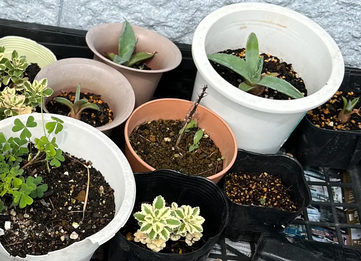 アガベ 実生　子株 アガベ成長記録】アガベの子株と実生オテロイの成長がすごい