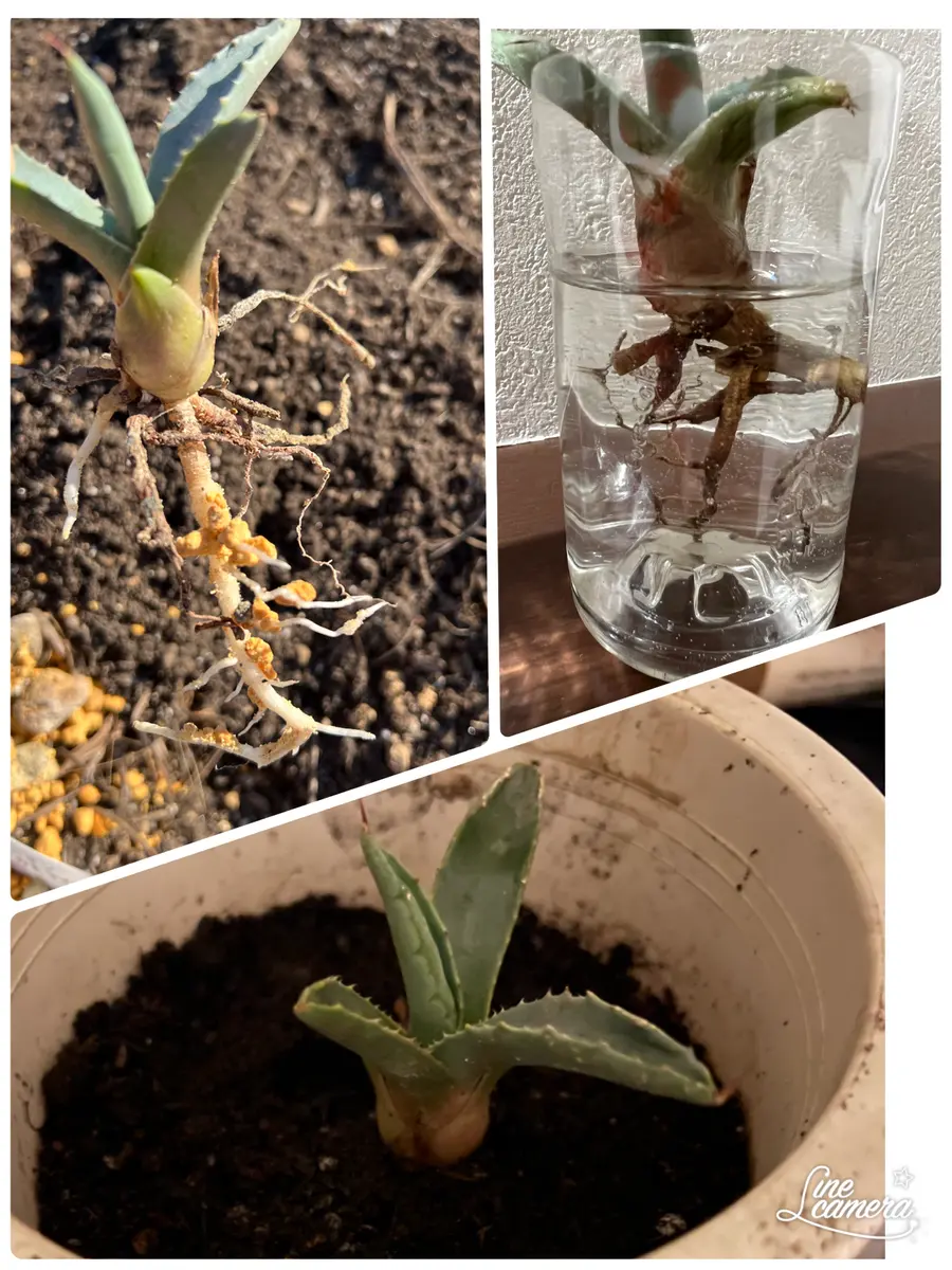 アガベの子株を大きくしたい｜そだレポ（栽培レポート）byま