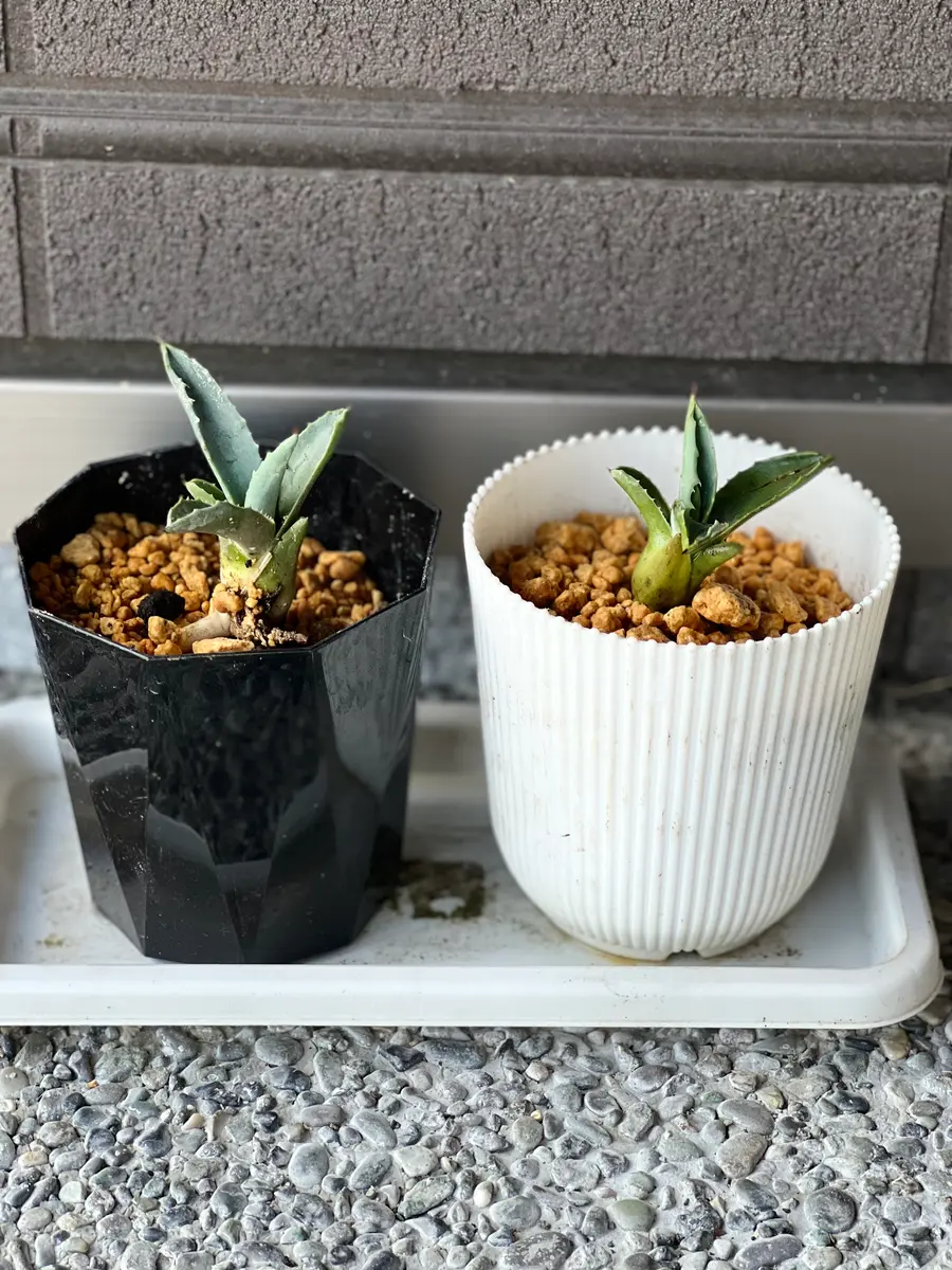 アガベ 実生　子株 アガベ・チタノタの実生、成長記録（2016年9月〜） – ゆるぷ