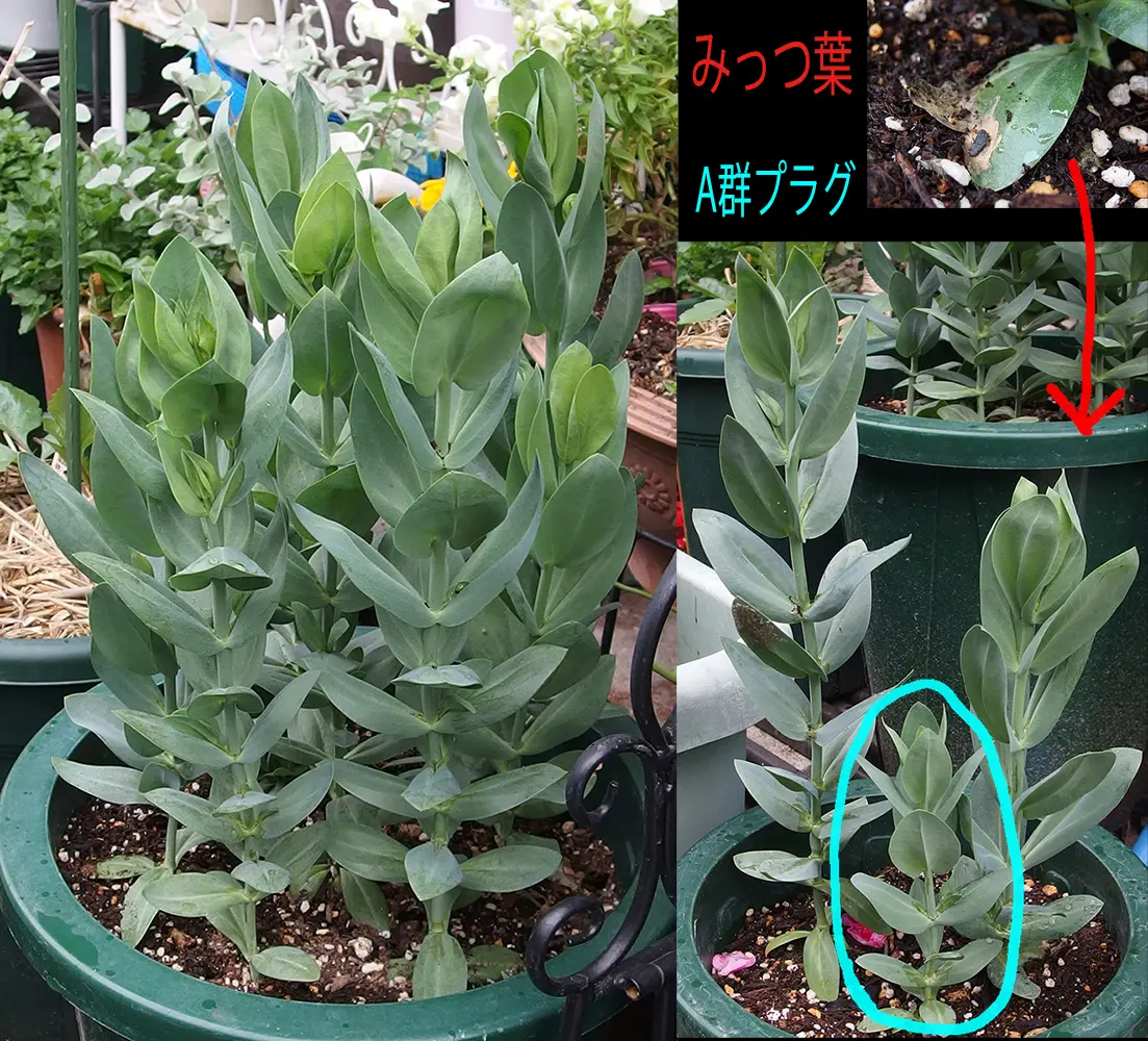 種からトルコキキョウ（一か月遅れ｜そだレポ（栽培レポート）by(ΦωΦ