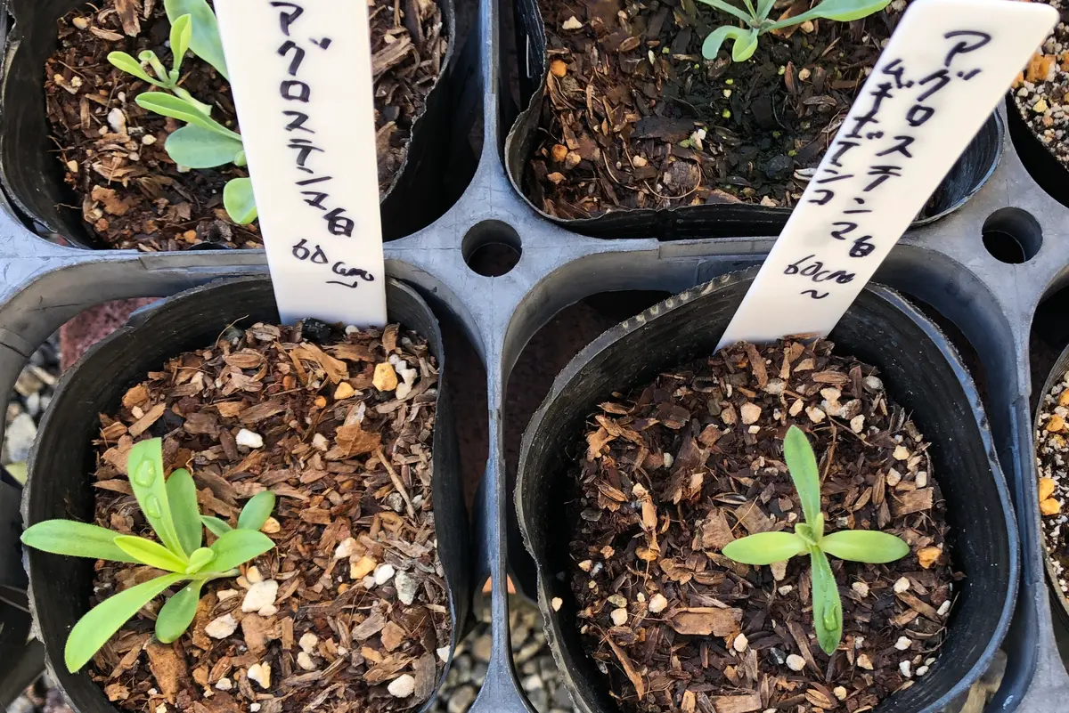 アグロステンマ 白｜そだレポ（栽培レポート）byひろまるこ｜みんなの