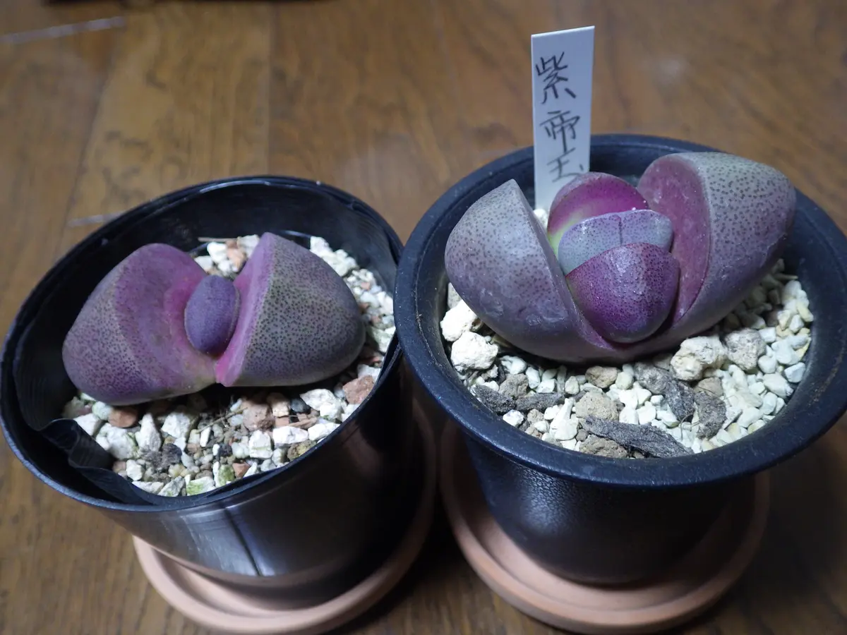 プレイオスピロス紫帝玉 種まき｜そだレポ（栽培レポート）by紙飛行機