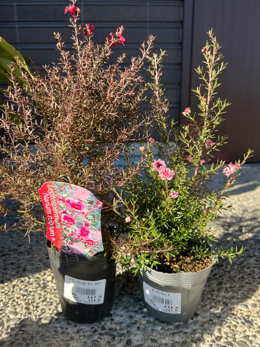 ギョリュウバイ 高さ120cm 配送 数量限定高さ100㎝前後