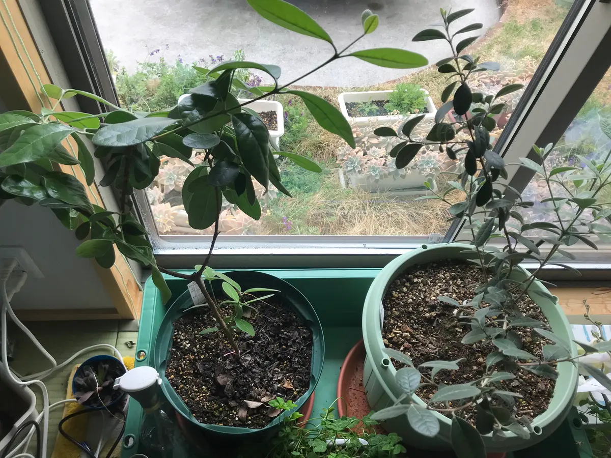 フェイジョアの香りを楽しめるまで｜そだレポ（栽培レポート）byま