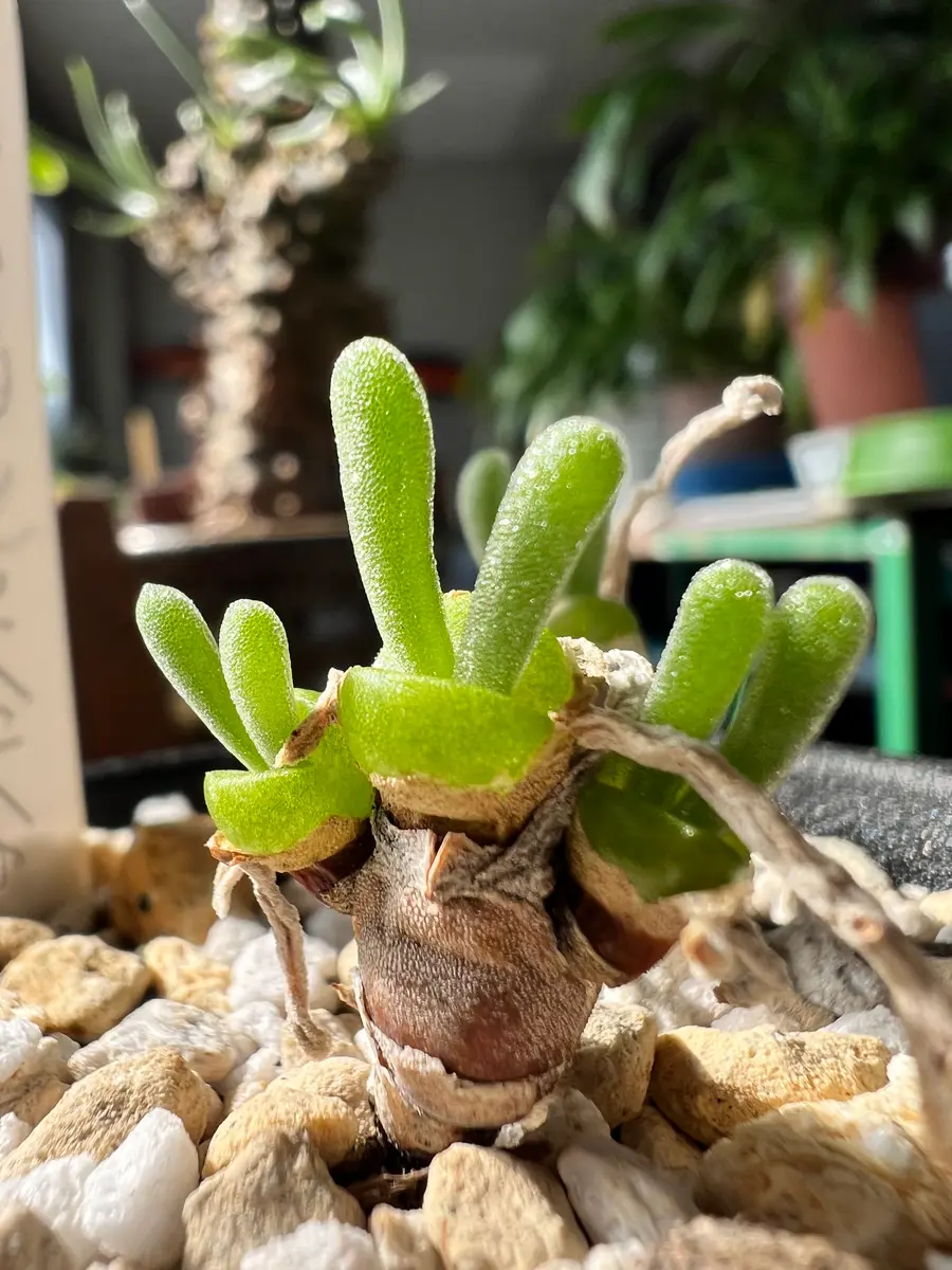 モニラリアの種子から栽培に挑戦｜そだレポ（栽培レポート）byこまっ