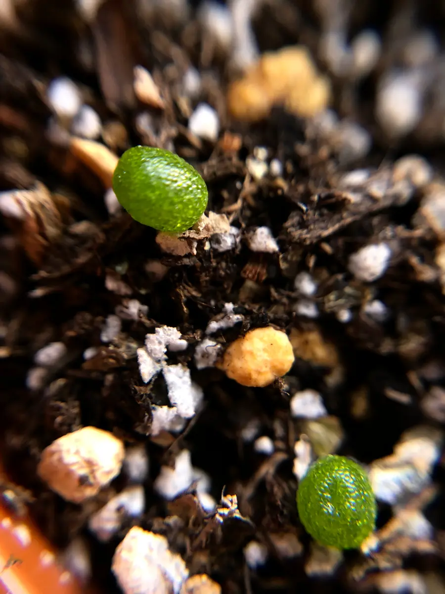 コノフィツムの種まきに挑戦‼️｜そだレポ（栽培レポート）byこまっ