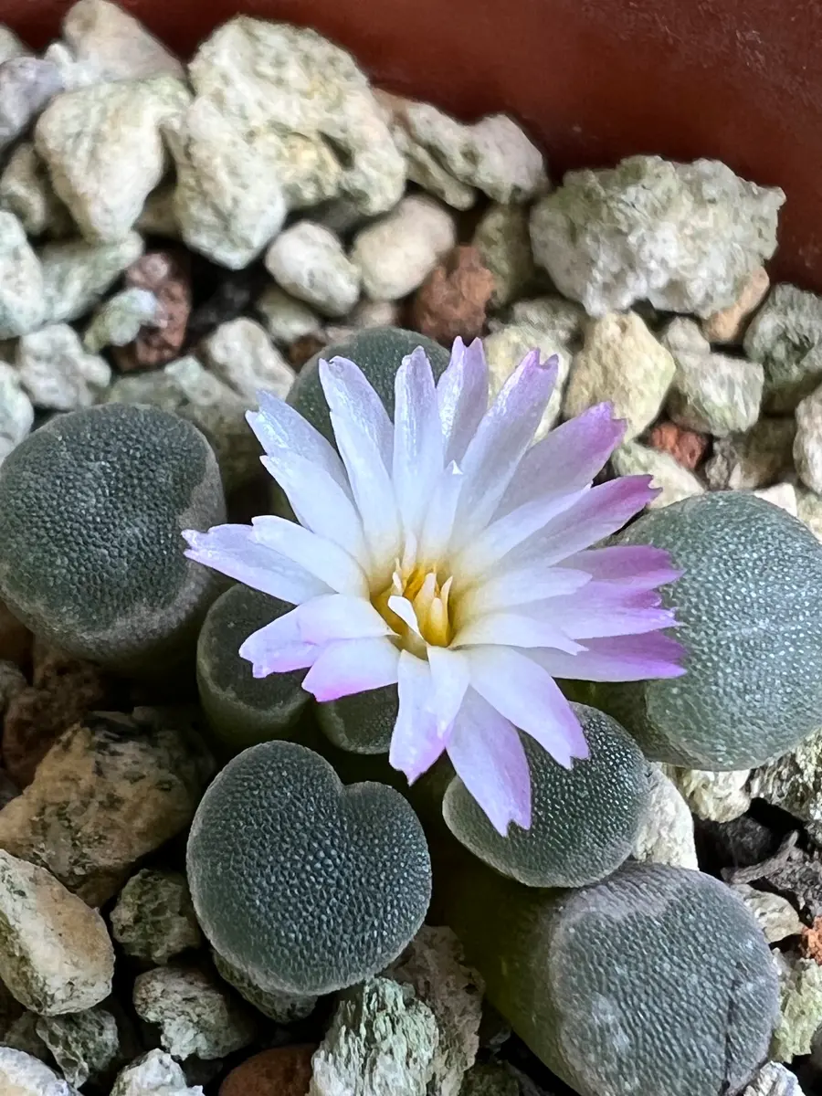 フリチア菊光玉を種子から栽培に挑戦‼️｜そだレポ（栽培レポート）by