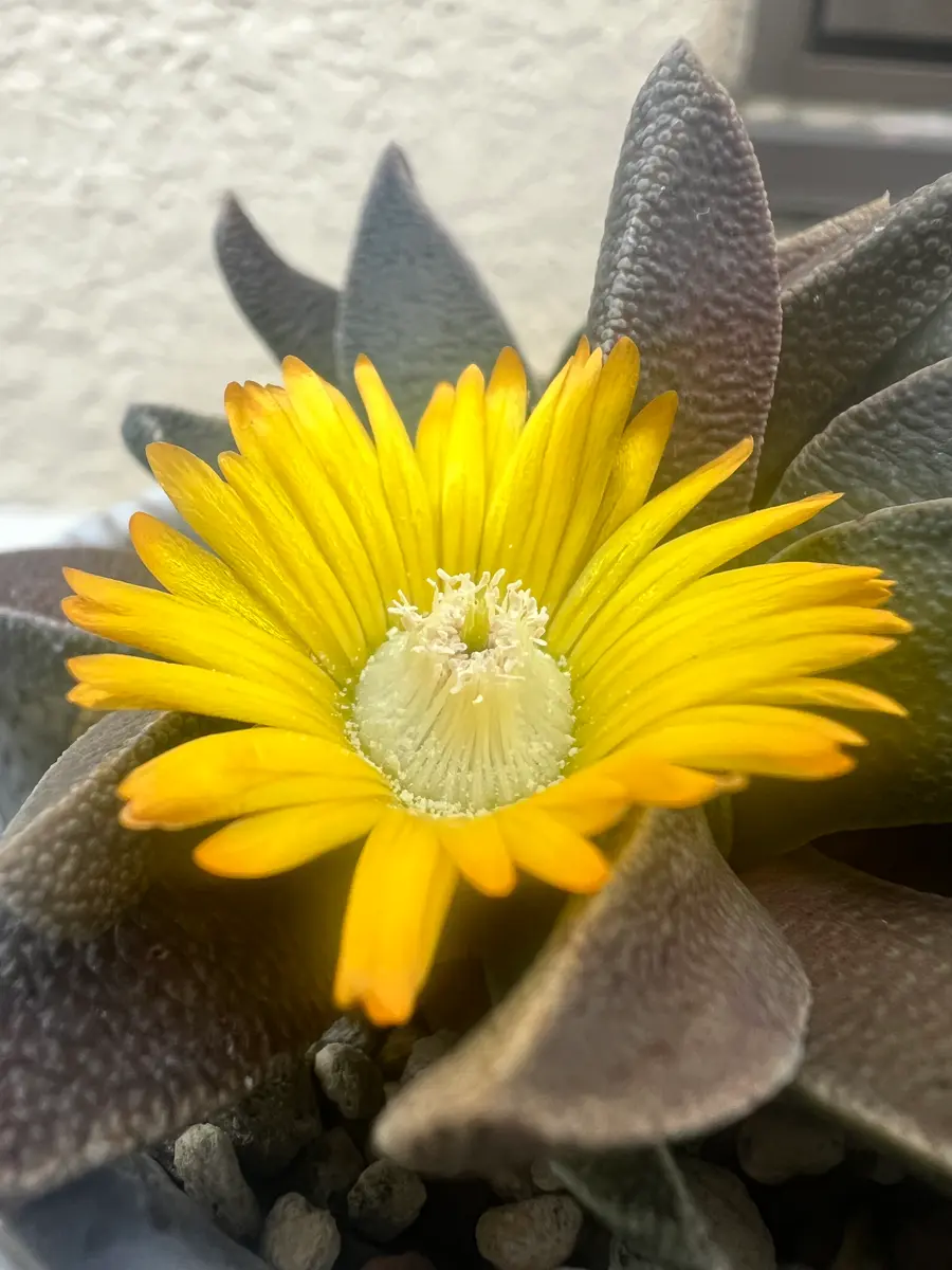 凄く種子取れます❗️実生　寄せ植え　13株　鉢のまま発送　銀冠玉 Nananthustransvaalensisを種子から育てる‼️｜そだレポ（栽培レポート