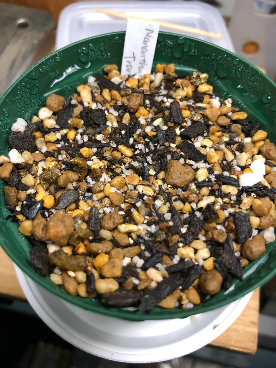 Nananthustransvaalensisを種子から育てる‼️｜そだレポ（栽培レポート